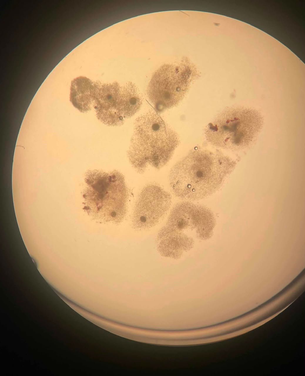 Laboratório de vitrificação — Clínica Biselli